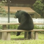 Lonely bear