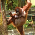 sexy orangutan | CHRISTMAS 2021; I SURVIVED. | image tagged in sexy orangutan | made w/ Imgflip meme maker