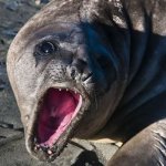 Angry Seal