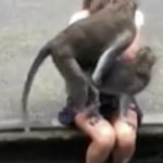 monkeys humping on womans lap