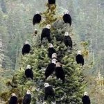 Bald Eagle Christmas tree meme