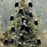 Bald Eagle Christmas tree meme