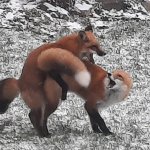 Humping Foxes