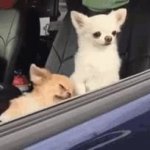 Chihuahua car GIF Template