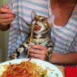 Cat eating spaghetti