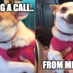 call from memaw | GETTING A CALL.. FROM MEMAW | image tagged in angry calm chihuahua | made w/ Imgflip meme maker