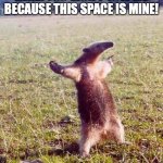 You Won't Tow Me | LOOK, I'M STILL HERE! YOU WON'T TOW ME BECAUSE THIS SPACE IS MINE! I WIN!!! | image tagged in fight me anteater | made w/ Imgflip meme maker