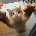 Crying sad cat trying to get into house