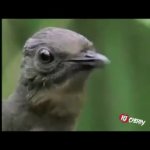 Singing Sparrow GIF Template