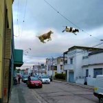 Flying cows