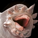 hydrothermal worm meme