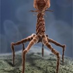 t4 bacteriophage meme