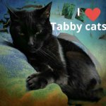 I? tabby cats