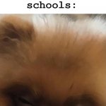 lol true very true | school: u need to wake up at 6; me in Malaysian accent: DO YOU EXPECT US TO BE STUDENTS OR ARE WE FISHERMAN; schools: | image tagged in angry pomeranian | made w/ Imgflip meme maker