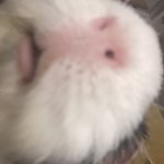 Piggie Nose