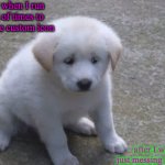 Sad, sad doggo :'( | Me when I run out of times to use the custom icon; after I was just messing around | image tagged in sad sad doggo ' | made w/ Imgflip meme maker