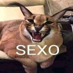 SEXO meme