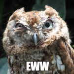 Eww owl | EWW | image tagged in eww owl,eww,owl,disgusting,grossed out,gross | made w/ Imgflip meme maker