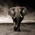 A Republican Elephant threatening your life and democracy