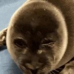Sad Seal GIF Template