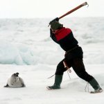 Clubbing seal