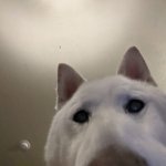 Shiba Dog Selfie
