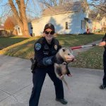Police Possum
