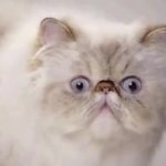 Shocked Cat GIF Template