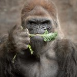 Veggie Gorilla