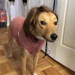 Wig dog