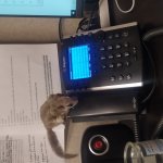 Roxy the business squirrel