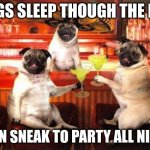 Pugs like to party ()__() | PUGS SLEEP THOUGH THE DAY; THEN SNEAK TO PARTY ALL NIGHT | image tagged in margarita pugs | made w/ Imgflip meme maker