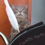 Death note cat | KAREN, I'LL TAKE CARE OF THAT; WHAT IS HIS NAME? | image tagged in cat,death note,funny cats,cats,cute cat | made w/ Imgflip meme maker