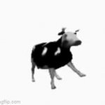 Polish cow GIF Template