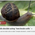 Snails brain cells