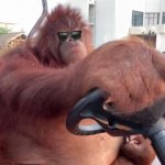 Orangutan Thuglife