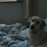 Guilty Dogs GIF Template