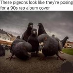 Gangsta pigeons meme