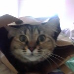 Cat in a bag