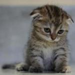 Sad kitten