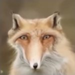 Surprised fox