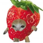 Fruitycatstrawberry