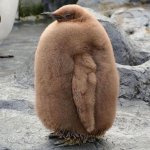Fat penguin template