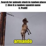 Armando | 1. Search for animals stuck in random places
2. Give it a random spanish name
3. Profit! armando | image tagged in armando | made w/ Imgflip meme maker