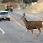 Deer in the road