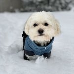 Dog in the snow template