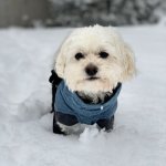 Dog in the snow | I HAVE NOTHING TO DO WITH THOSE BROWN MELTED SPOTS; WHY DO YOU ASK? | image tagged in dog in the snow | made w/ Imgflip meme maker