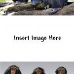 3 Chimps Pondering Life Hear No Evil See No Evil Speak No Evil meme