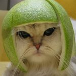 cat with helmet made of fruit