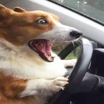 funny dog driving